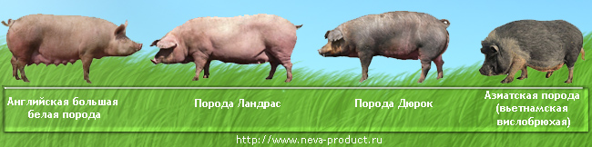 породы свиней фото